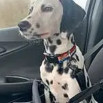 Dog, White, Vehicle, Dog breed, Carnivore, Collar, Dalmatian, Companion dog, Fawn, Dog Collar, Snout, Working Animal, Hood, Car, Vroom Vroom, Automotive Exterior, Vehicle Door, Windshield, Canidae