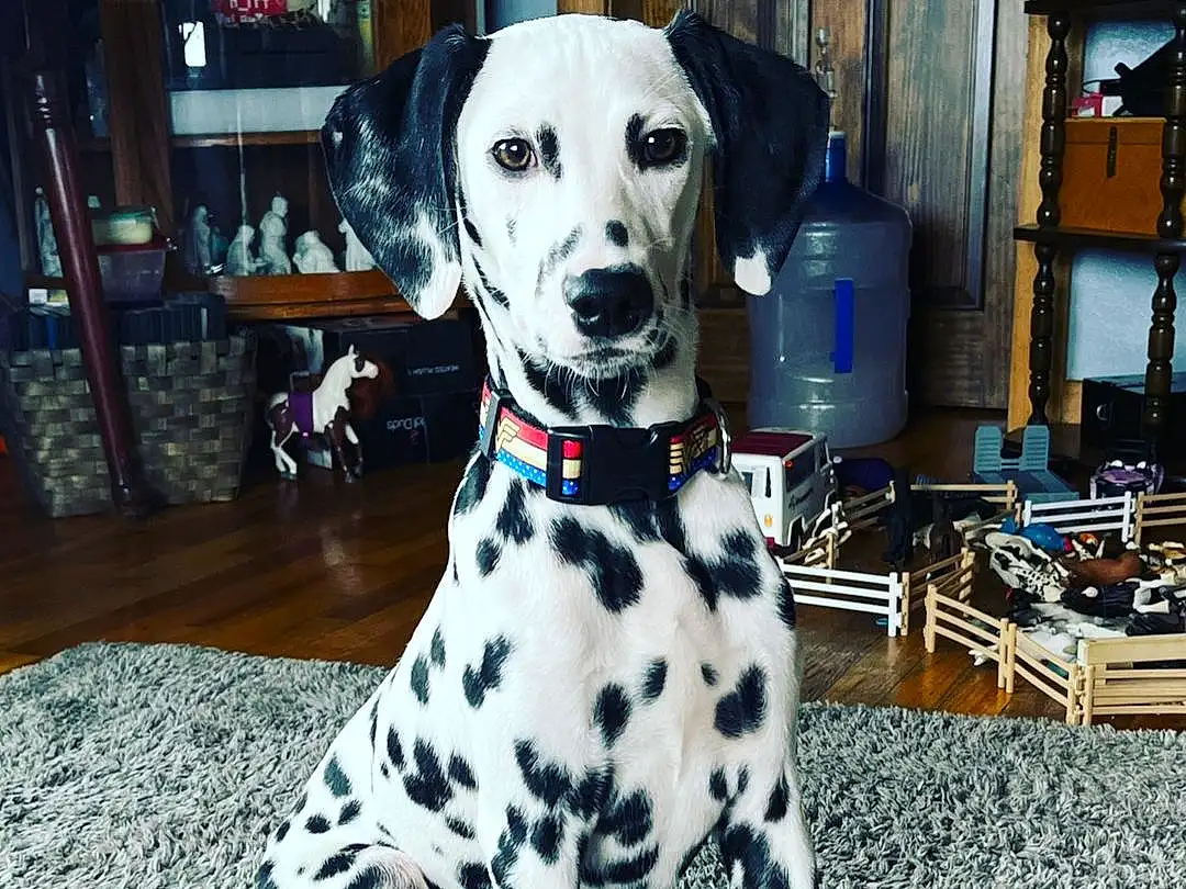 Dog, Dalmatian, Dog breed, Dog Supply, Carnivore, Collar, Pet Supply, Companion dog, Fawn, Snout, Working Animal, Dog Collar, Furry friends, Canidae, Event, Great Dane, Whiskers, Pattern, Picture Frame