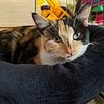 Cat, Felidae, Comfort, Window, Carnivore, Small To Medium-sized Cats, Whiskers, Cat Supply, Fawn, Pet Supply, Snout, Collar, Couch, Tree, Tail, Box, Domestic Short-haired Cat, Furry friends, Paw, Sitting