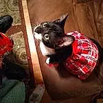 Comfort, Cat, Textile, Couch, Dog breed, Felidae, Fawn, Whiskers, Carnivore, Small To Medium-sized Cats, Tartan, Companion dog, Tail, Linens, Plaid, Human Leg, Black cats, Lap, Carmine, Pattern