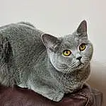 Cat, Eyes, Russian blue, Carnivore, Felidae, Small To Medium-sized Cats, Grey, Ear, Whiskers, Snout, Domestic Short-haired Cat, Furry friends