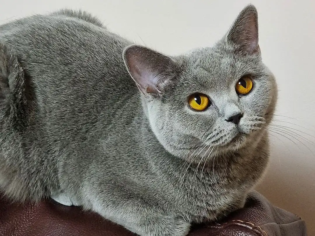 Cat, Eyes, Russian blue, Carnivore, Felidae, Small To Medium-sized Cats, Grey, Ear, Whiskers, Snout, Domestic Short-haired Cat, Furry friends