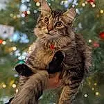 Christmas Tree, Cat, Felidae, Carnivore, Small To Medium-sized Cats, Christmas Ornament, Whiskers, Fawn, Christmas Decoration, Snout, Grass, Tree, Event, Tail, Holiday Ornament, Holiday, Conifer, Furry friends, Domestic Short-haired Cat, Christmas