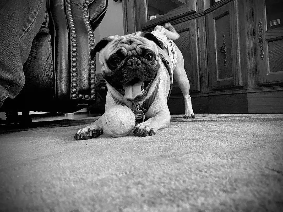Dog, Black, Black-and-white, Grey, Carnivore, Style, Road Surface, Door, Fawn, Companion dog, Bulldog, Dog breed, Toy Dog, Wrinkle, Grass, Black & White, Snout, Monochrome