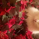 Cat, Branch, Carnivore, Petal, Felidae, Fawn, Plant, Whiskers, Small To Medium-sized Cats, Tints And Shades, Christmas Ornament, Snout, Event, Art, Happy, Tail, Magenta, Flowering Plant, Grass