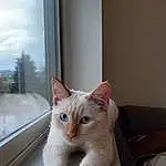 Cat, Felidae, Carnivore, Small To Medium-sized Cats, Whiskers, Fawn, Sky, Wood, Window, Tail, Domestic Short-haired Cat, Furry friends, Paw, Cloud, Comfort, Room