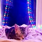 Cat, Purple, Light, Comfort, Plant, Felidae, Textile, Carnivore, Lighting, Small To Medium-sized Cats, Interior Design, Decoration, Whiskers, Bed, Curtain, Beauty, Event, Electric Blue, Linens, Furry friends
