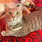 Cat, Felidae, Carnivore, Small To Medium-sized Cats, Whiskers, Gesture, Fawn, Comfort, Cat Supply, Domestic Short-haired Cat, Furry friends, Event, Paw, Pattern, Photo Caption, Nail, Sitting