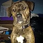 Dog, Dog breed, Carnivore, Collar, Fawn, Companion dog, Snout, Dog Collar, Whiskers, Working Animal, Working Dog, Canidae, Pet Supply, Treeing Tennessee Brindle, Non-sporting Group, Furry friends, Plott Hound, Terrestrial Animal, Guard Dog