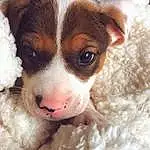 Dog, Dog breed, Carnivore, Whiskers, Companion dog, Fawn, Working Animal, Snout, Canidae, Furry friends, Snow, Texas Heeler, Puppy love, Puppy, Non-sporting Group, Toy Dog