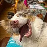 Dog breed, Fang, Carnivore, Felidae, Jaw, Ear, Smile, Whiskers, Dog, Tooth, Happy, Companion dog, Yawn, Snout, Furry friends, Small To Medium-sized Cats, Canidae, Working Animal, Shout