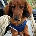 Dog, Dog breed, Carnivore, Liver, Companion dog, Fawn, Snout, Vehicle, Canidae, Collar, Working Animal, Dog Supply, Dog Collar, Pet Supply, Windshield, Car, Car Seat, Hunting Dog, Automotive Exterior