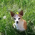 Dog, Plant, Dog breed, Carnivore, Companion dog, Grass, Fawn, Terrestrial Animal, Whiskers, Snout, Groundcover, Terrestrial Plant, Grassland, Canidae, Toy Dog, Chihuahua, Corgi-chihuahua, Non-sporting Group