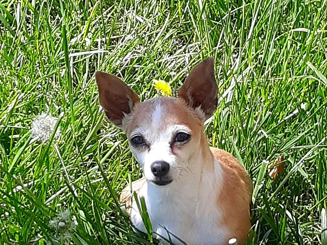 Dog, Plant, Dog breed, Carnivore, Companion dog, Grass, Fawn, Terrestrial Animal, Whiskers, Snout, Groundcover, Terrestrial Plant, Grassland, Canidae, Toy Dog, Chihuahua, Corgi-chihuahua, Non-sporting Group