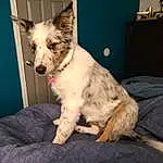 Dog, Dog breed, Carnivore, Cabinetry, Companion dog, Fawn, Whiskers, Drawer, Snout, Chest Of Drawers, Collar, Terrestrial Animal, Texas Heeler, Canidae, Furry friends, Working Animal, Chest, Lamp, Comfort