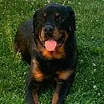 Dog, Carnivore, Dog breed, Grass, Plant, Fawn, Companion dog, Terrestrial Animal, Rottweiler, Snout, Canidae, Working Animal, Guard Dog, Paw, Working Dog, Tail, Groundcover, Hunting Dog