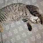 Cat, Felidae, Carnivore, Small To Medium-sized Cats, Comfort, Whiskers, Fawn, Terrestrial Animal, Snout, Tail, Furry friends, Domestic Short-haired Cat, Paw, Claw, Cat Bed, Nap