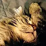 Cat, Carnivore, Felidae, Small To Medium-sized Cats, Plant, Whiskers, Fawn, Terrestrial Animal, Grass, Snout, Comfort, Paw, Close-up, Tail, Domestic Short-haired Cat, Furry friends, Claw, Nap, Sleep