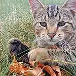 Cat, Felidae, Small To Medium-sized Cats, Carnivore, Grass, Whiskers, Fawn, Terrestrial Animal, Plant, Snout, Building, Furry friends, Domestic Short-haired Cat, Grassland, Claw, Prairie, Paw, Tail
