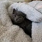 Cat, Comfort, Felidae, Carnivore, Small To Medium-sized Cats, Grey, Whiskers, Fawn, Snout, Wool, Close-up, Domestic Short-haired Cat, Furry friends, Terrestrial Animal, Cat Bed, Cat Supply, Claw, Linens