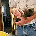 Hand, Cat, Felidae, Gesture, Finger, Carnivore, Fawn, Small To Medium-sized Cats, Nail, Wood, Whiskers, Wrist, Furry friends, Domestic Short-haired Cat, Wildlife Biologist, Denim, Abdomen, Siamese, Thai