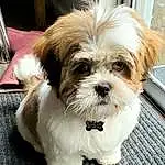 Hair, Head, Dog, Eyes, Carnivore, Liver, Dog breed, Shih Tzu, Companion dog, Shih-poo, Working Animal, Toy Dog, Small Terrier, Terrier, Snout, Mal-shi, Canidae, Furry friends, Biewer Terrier