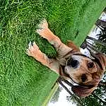 Dog, Plant, Green, Botany, Carnivore, Grass, Dog breed, Tree, Working Animal, Fawn, Trunk, Groundcover, Snout, Companion dog, Leisure, Terrestrial Animal, Wood, Canidae