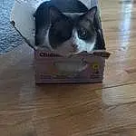 Cat, Carnivore, Felidae, Wood, Shipping Box, Small To Medium-sized Cats, Whiskers, Carton, Hardwood, Snout, Packaging And Labeling, Wood Stain, Water, Tail, Cardboard, Laminate Flooring, Box, Wood Flooring