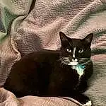 Cat, Felidae, Carnivore, Comfort, Small To Medium-sized Cats, Grey, Whiskers, Tints And Shades, Snout, Tail, Black cats, Window, Domestic Short-haired Cat, Furry friends, Sitting, Sand, Shadow, Linens