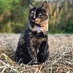 Cat, Felidae, Carnivore, Small To Medium-sized Cats, Tree, Plant, Whiskers, Grass, Terrestrial Animal, Tail, Snout, Wood, Soil, Furry friends, Electric Blue, Domestic Short-haired Cat, Twig, Trunk, Sitting