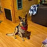 Dog, Wood, Carnivore, Dog breed, Fawn, Hardwood, Companion dog, Working Animal, Wood Stain, Tail, Wood Flooring, Laminate Flooring, Room, Canidae, Guard Dog, Microwave Oven, Furry friends