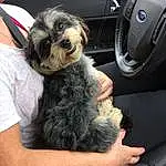 Car, Dog, Vroom Vroom, Vehicle, Gear Shift, Carnivore, Automotive Design, Dog breed, Car Seat Cover, Steering Wheel, Companion dog, Car Seat, Tableware, Personal Luxury Car, Vehicle Door, Automotive Lighting, Auto Part, Snout, Automotive Exterior, Family Car