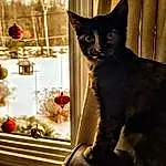 Cat, Eyes, Window, Light, Felidae, Lighting, Carnivore, Small To Medium-sized Cats, Whiskers, Tints And Shades, Ornament, Event, Tail, Domestic Short-haired Cat, Darkness, Furry friends, Curtain, Tree, Christmas Ornament, Glass