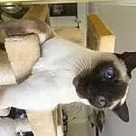 Cat, Siamese, Felidae, Carnivore, Small To Medium-sized Cats, Whiskers, Fawn, Balinese, Snout, Thai, Furry friends, Tail, Shipping Box, Domestic Short-haired Cat, Box