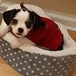 Dog, Dog Supply, White, Comfort, Dog breed, Dog Bed, Carnivore, Pet Supply, Companion dog, Toy Dog, Pattern, Working Animal, Canidae, Carmine, Bag, Dog Clothes, Baby Products, Non-sporting Group, Small Terrier