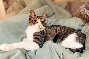 Name American Shorthair Cat Denali
