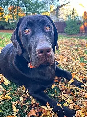 Name Labrador Retriever Dog Guinness