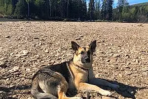 Nature German Shepherd Dog Gemini