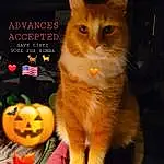 Cat, Pumpkin, Orange, Calabaza, Felidae, Carnivore, Fawn, Plant, Small To Medium-sized Cats, Whiskers, Winter Squash, Gourd, Jack-o-lantern, Snout, Tail, Vegetable, Happy, Natural Foods, Paw, Furry friends