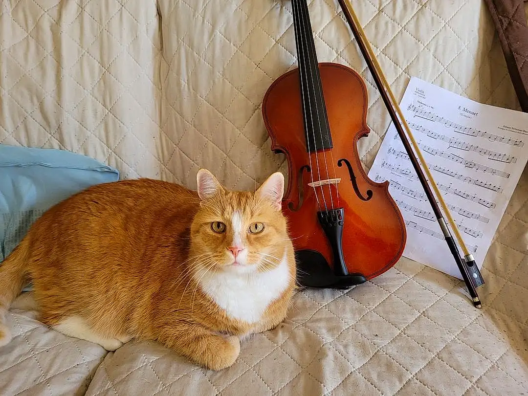 Musical Instrument, Cat, Violin, Carnivore, Comfort, Violin Family, Felidae, Wood, String Instrument Accessory, Small To Medium-sized Cats, String Instrument, Whiskers, Plucked String Instruments, Fiddle, Fawn, Folk Instrument, Tail, Snout, Musical Instrument Accessory, Door