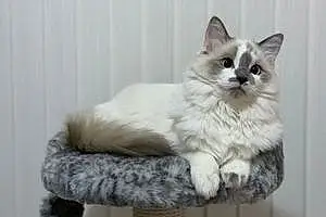 Name Ragdoll Cat Azula