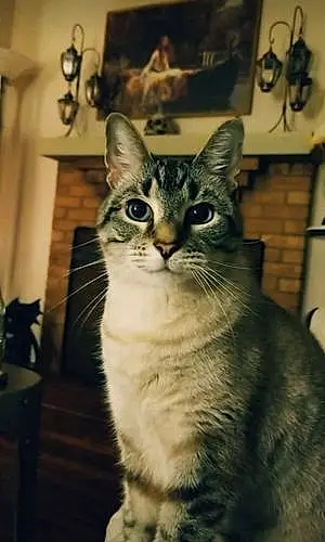 Name Siamese Cat Desmond