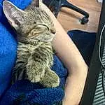 Cat, Blue, Felidae, Carnivore, Small To Medium-sized Cats, Whiskers, Gesture, Electric Blue, Snout, Mobile Phone, Human Leg, Comfort, Domestic Short-haired Cat, Furry friends, Claw, Sitting, Chair, Tail, Thigh, Paw
