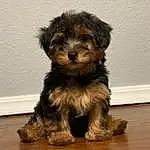 Dog, Dog breed, Carnivore, Liver, Companion dog, Toy Dog, Snout, Terrier, Small Terrier, Working Animal, Water Dog, Furry friends, Maltepoo, Canidae, Hardwood, Terrestrial Animal, Yorkipoo, Wood