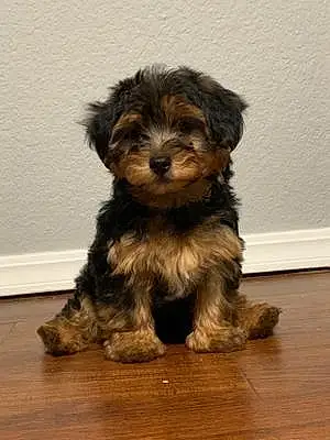 Name Yorkshire Terrier Dog Dudley