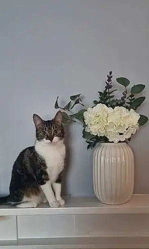 British Shorthair Cat Mimi