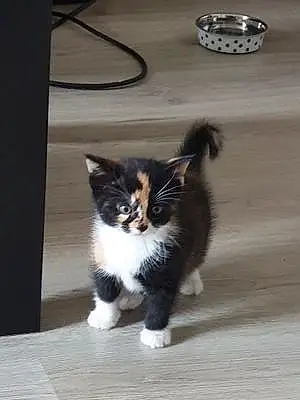 Name Cat Estrella