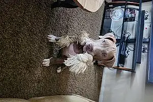 Name Pitt Bull Terrier Dog Achilles
