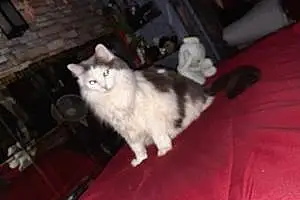 Name Maine Coon Cat Chula