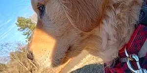 Name Golden Retriever Dog Ash